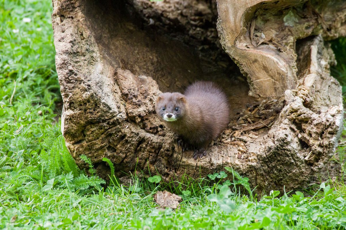 Zoo Heidelberg ist guter Hoffnung – ein Ausflug lohnt allemal