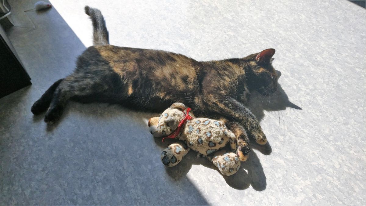 Junge Katze entlaufen – wer kann helfen? Sie kann überall sein– Ist hier fremd