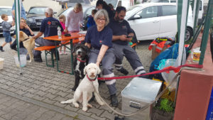 Rettungshunde Elvis und Linus