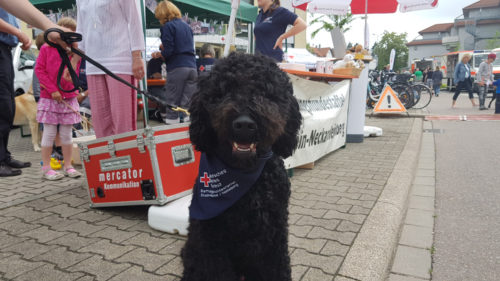 DRK Rettungshund Crusoe