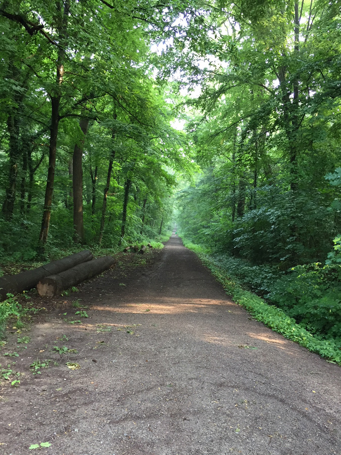 Rohstoffrückgewinnung im Dämmelwald