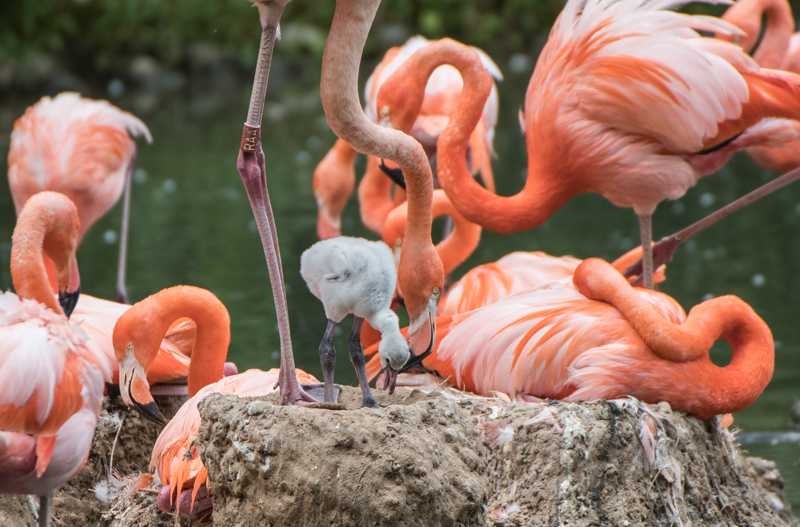 Flamingo-Küken noch flauschig und grau