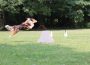 Sommerfest beim Verein der Hundefreunde Rauenberg