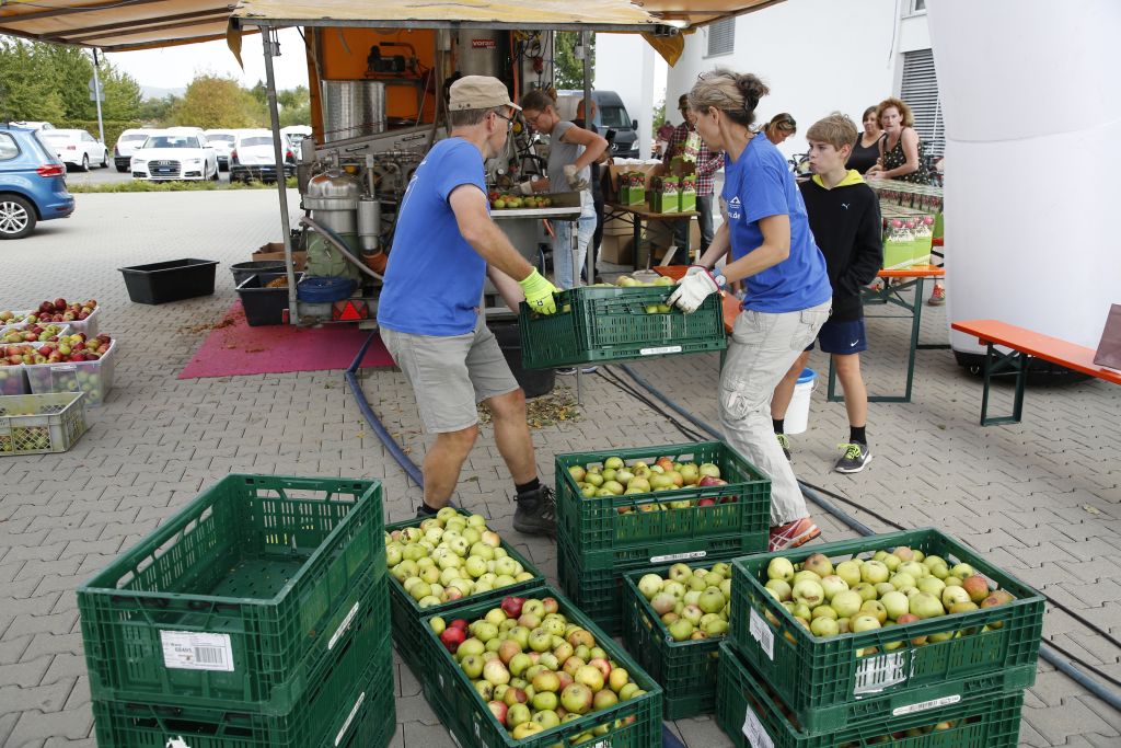 Apfel-Sammelfieber in Walldorf