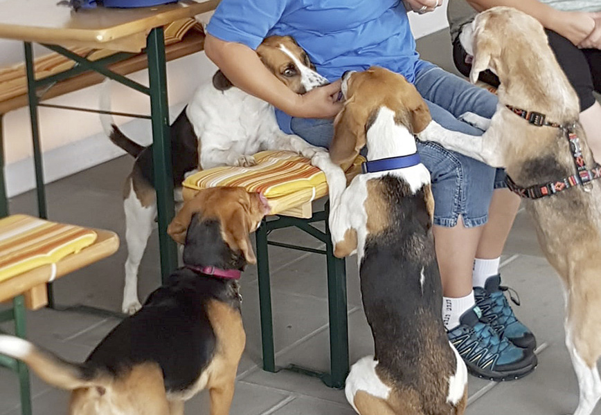 Laborbeagle-Treffen im Tom-Tatze Tierheim