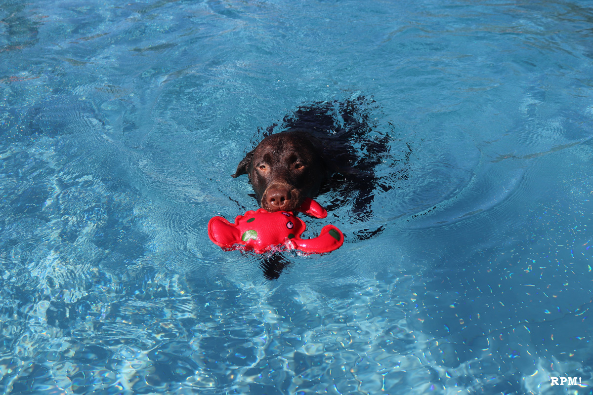 Hundeschwimmtag im WieTalBad in Wiesloch – Eine tolle Sache