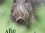 Wildschweine in Sicht?