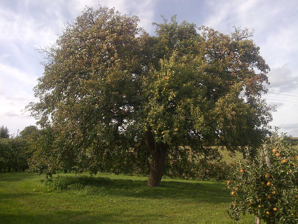 Obstbau und Strauchpflanzaktion 2018