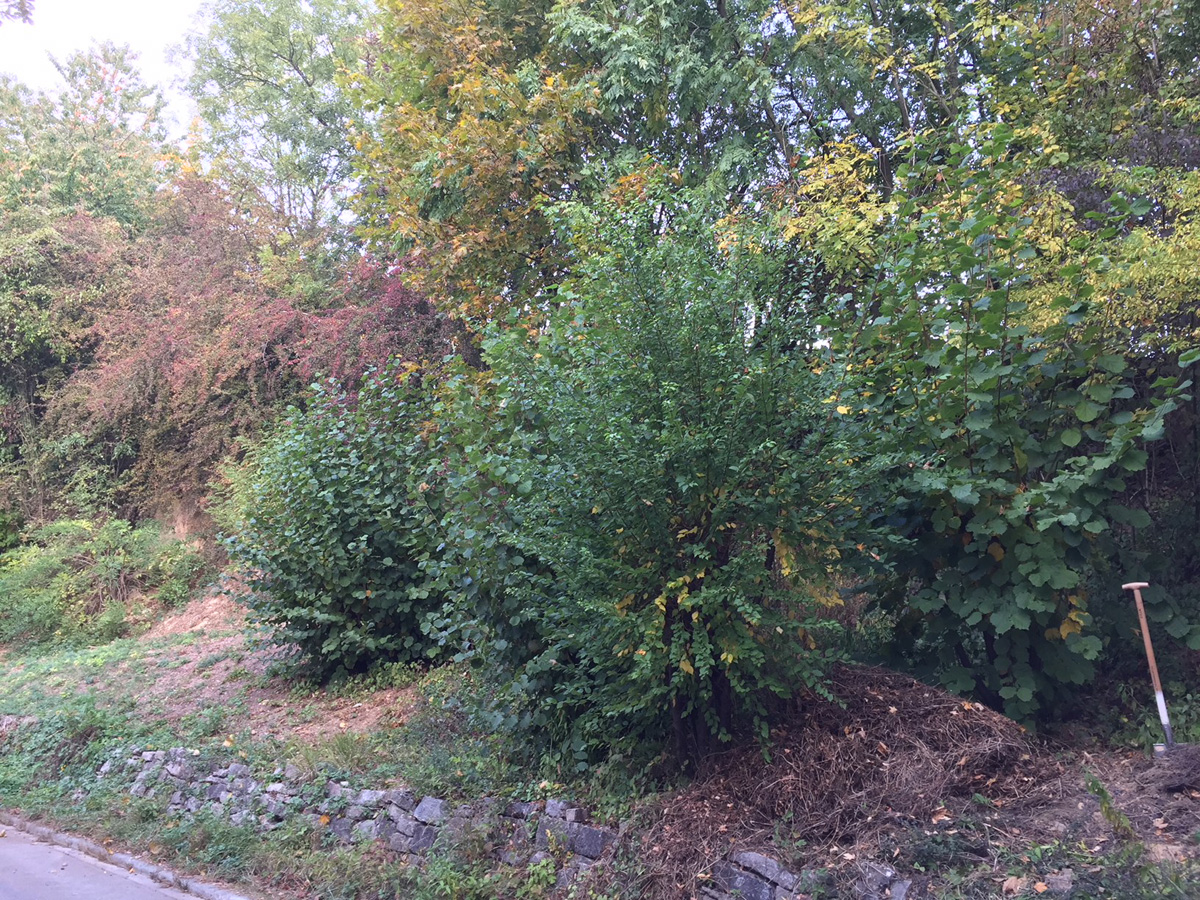 Gehölz- und Erdarbeiten an der Böschung in Schatthausen