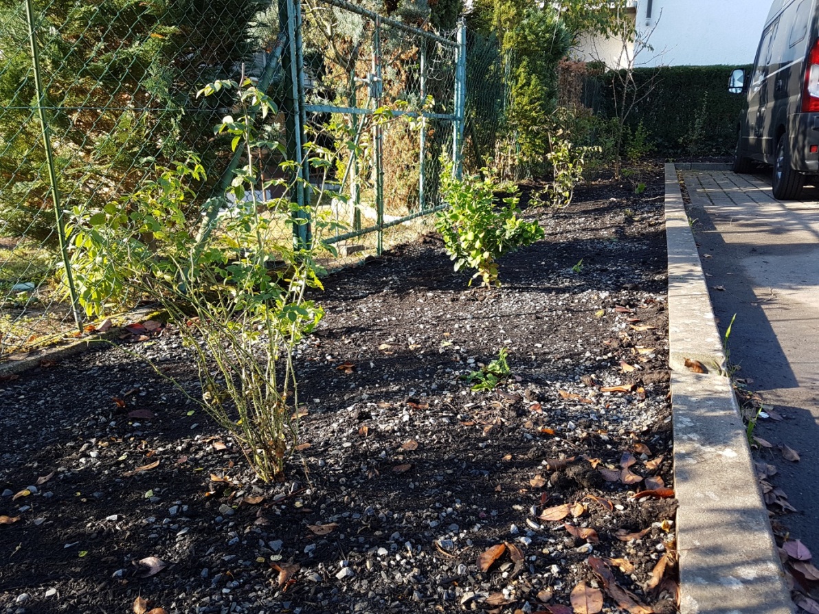 Projekt “Natur nah dran” – Mitmachen und Blumensamen im Rathaus Walldorf abholen