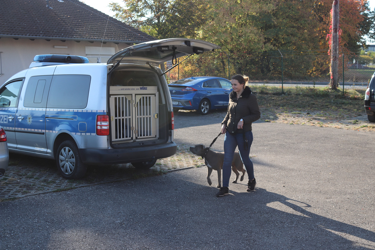 Haltung von Hunden und gefährlichen Hunden – Bericht zum Wesenstest Teil 2