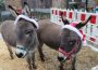 Weihnachtsmarkt Rauenberg 2018