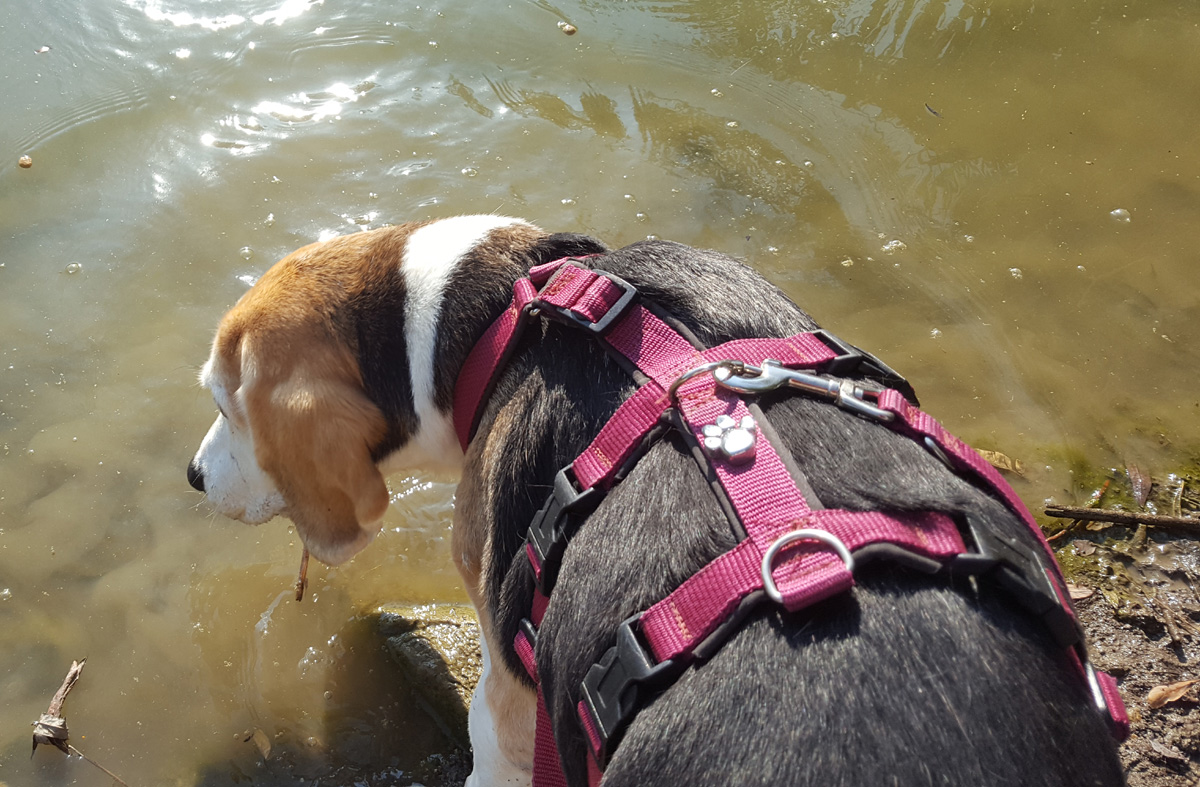 Leben lernen mit einem ängstlichen Hund
