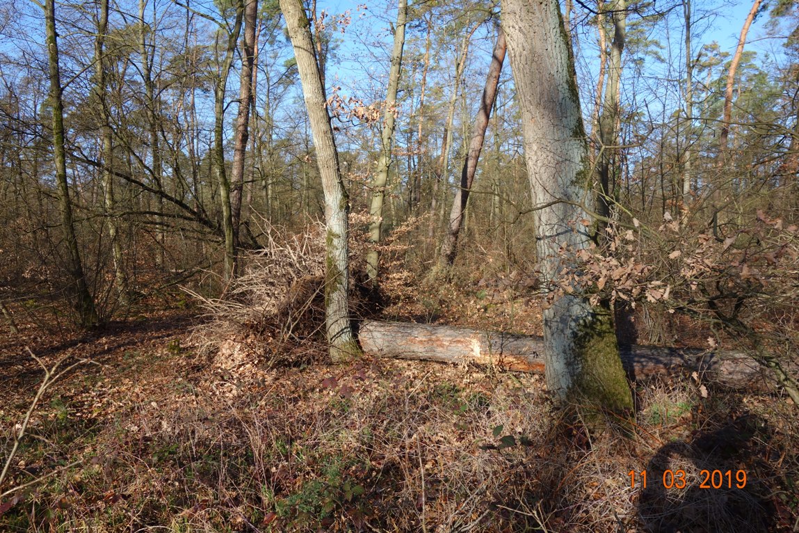 Walldorf: Fotonachlese zu den umgestürzten Bäumen in der Heidelberger Straße