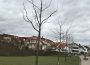 Baumreihe aus Wildobst an der Merian-Schule wird verpflanzt