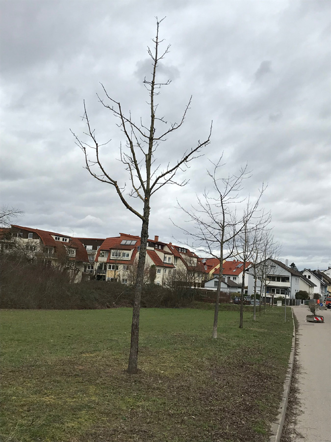 Baumreihe aus Wildobst an der Merian-Schule wird verpflanzt