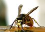 Morgen: Vortrag Insektensterben