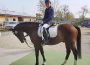 Dressur- und Springturnier im Reit- und Rennverein Walldorf