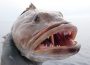 Monster der Meere