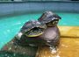 Wasserschildkröten im Tom-Tatze-Tierheim