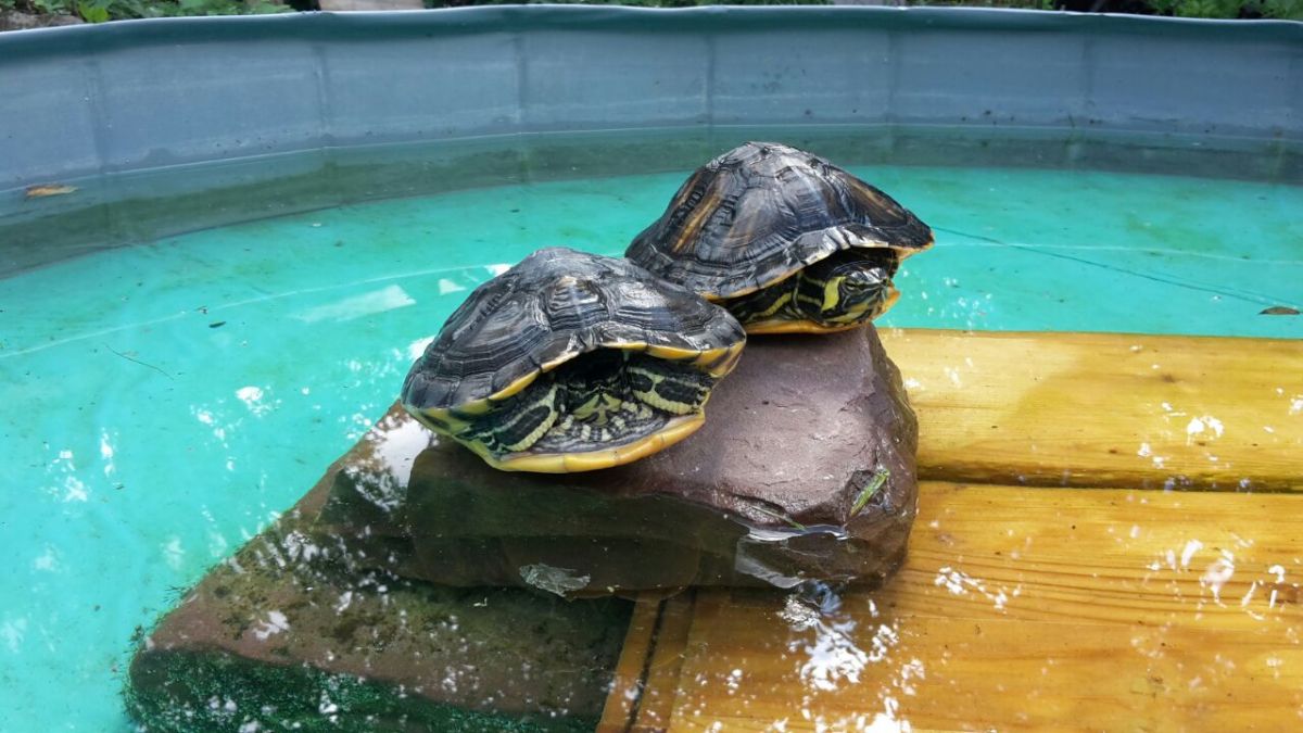 Wasserschildkröten im Tom-Tatze-Tierheim