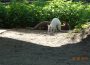 Tierpark Walldorf – Ein weißes Känguru ist Besuchermagnet