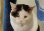 Henry – das Schicksal eines Fundkaters