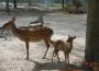 Familienfest im Tierpark Walldorf am 21. Juli