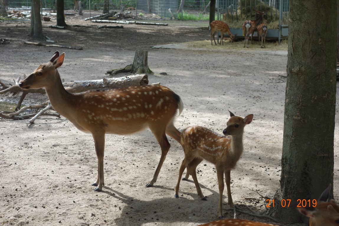 Familienfest im Tierpark Walldorf am 21. Juli