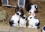 Viele Kaninchen im Tom-Tatze-Tierheim