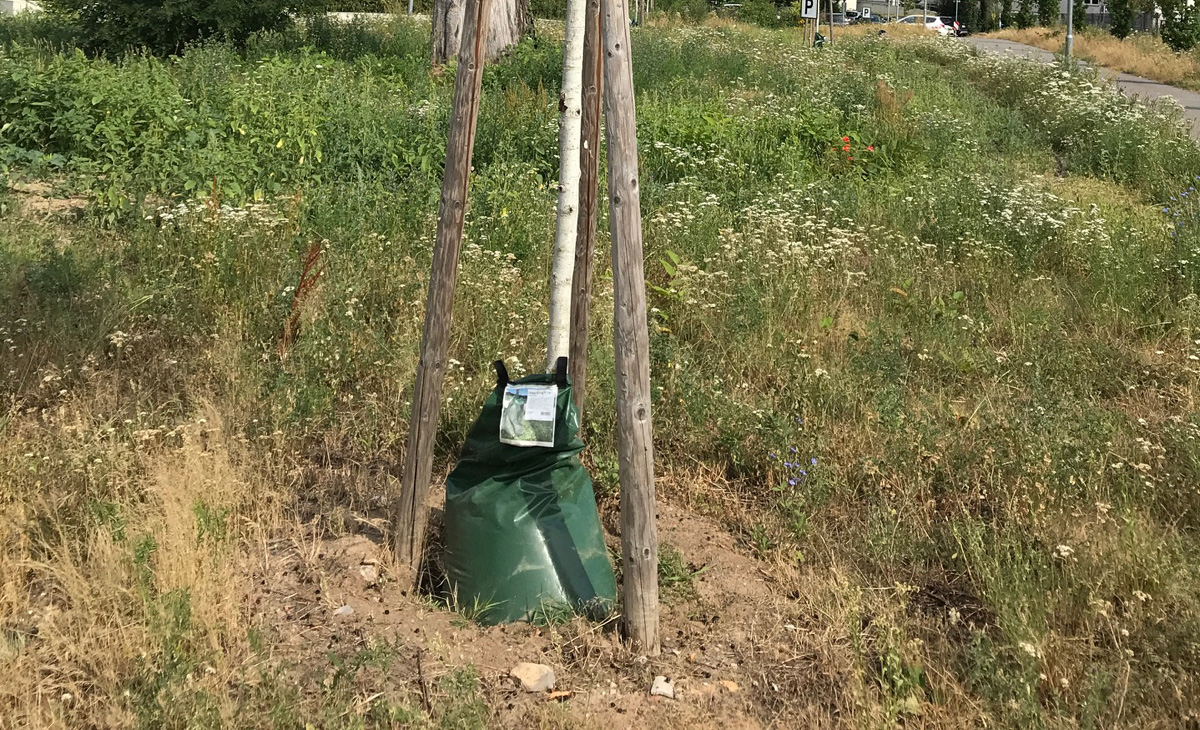Wiesloch: Bewässerungssäcke helfen bei der Jungbaumpflege