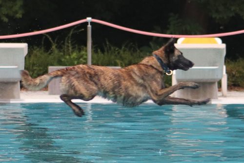 Olympia Champion Qualitäten