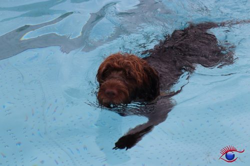 Herrchen sagt, schwimm da rüber, wird wohl wissen wo die Ente is