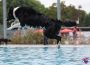 Hundeschwimmtag mit tragischem Ausgang – Dackel von Golden Retriever gebissen (+Update)