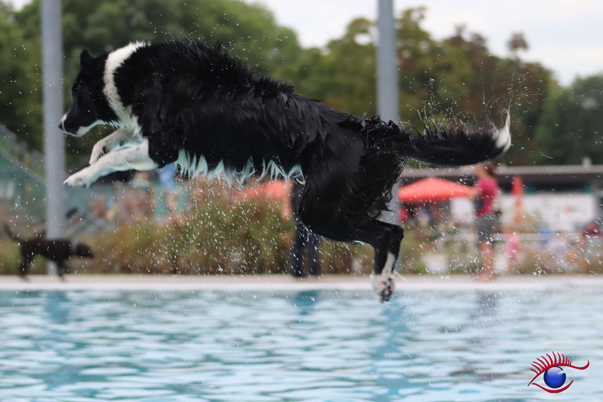 Hundeschwimmtag mit tragischem Ausgang – Dackel von Golden Retriever gebissen (+Update)
