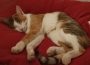 Walldorf: Katze Pixel verzweifelt gesucht