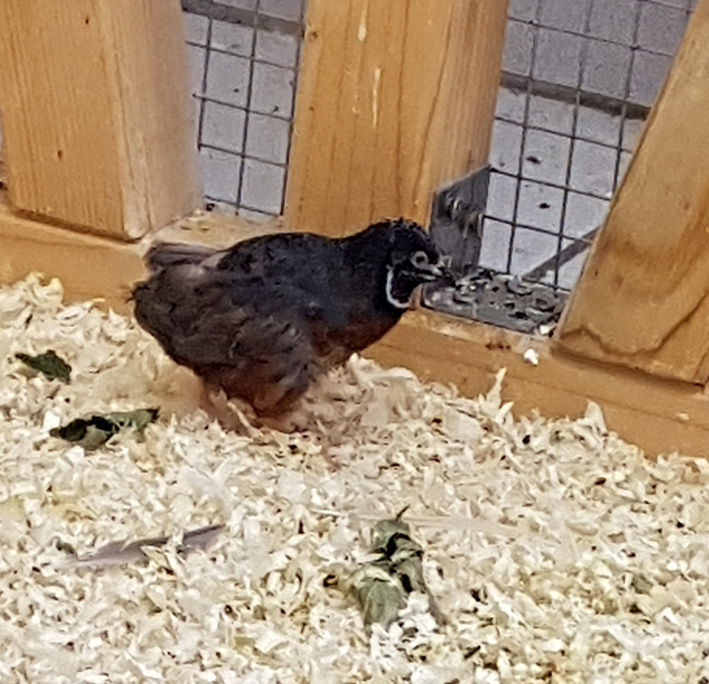Zwergwachtel – der kleinste Hühnervogel der Welt im Tom-Tatze-Tierheim