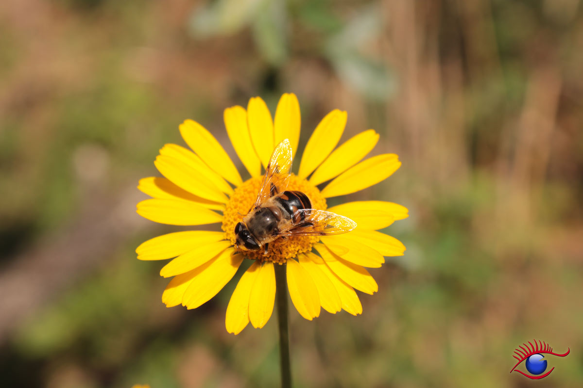 Wildbienengarten Schatthausen – Es blüht, es summt und brummt