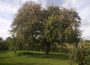 OBSTBAUM – UND STRAUCHPFLANZAKTION 2019