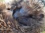 Igel – Jetzt schon hilfsbedürftig?