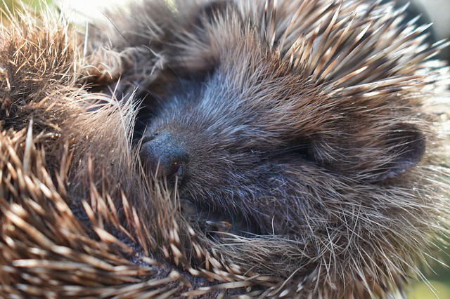 Klimawandel – Ein Igel läuft putzmunter im Tom-Tatze-Tierheim herum