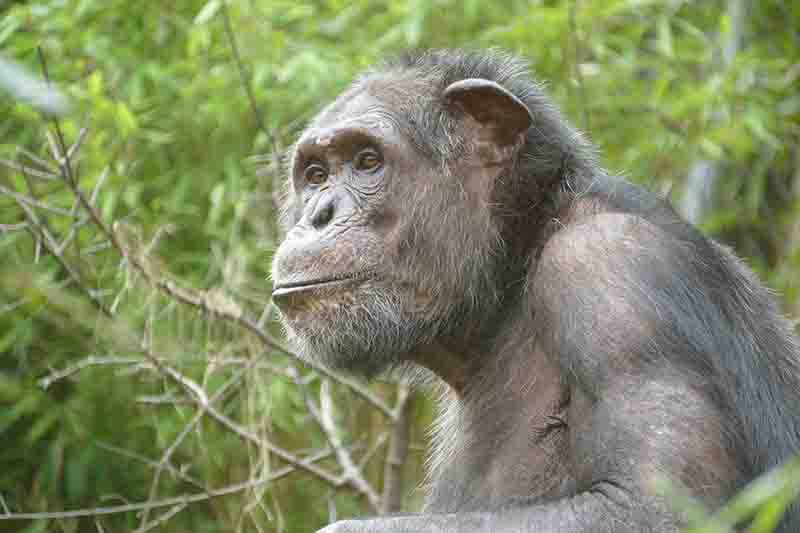 Ein neuer Mitbewohner für die Schimpansen-WG