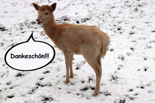 Ein "Dankeschön!!!" im Voraus aus dem Tierpark Rauenberg