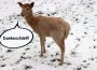 Fleissige Sammler gesucht – Kommender Sonntag im Tierpark Rauenberg