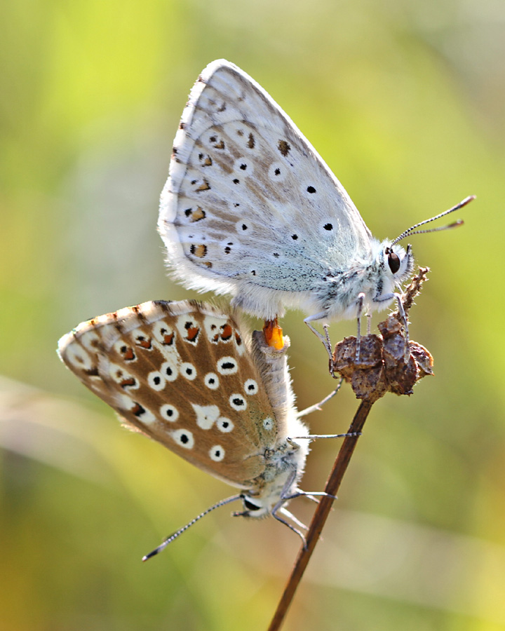 Insektensterben 20.11. NABU Walldorf-Sandhausen