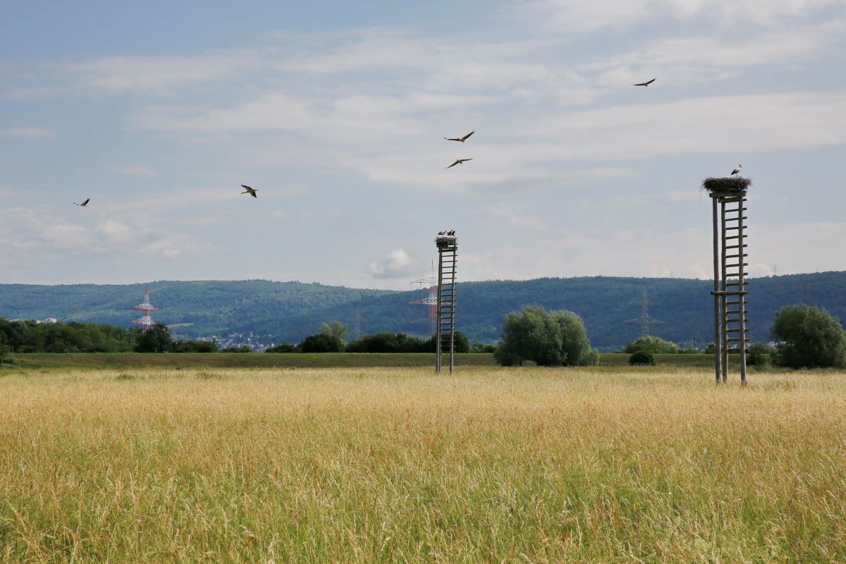 Walldorf: Storchenwiese soll Naturschutzgebiet werden