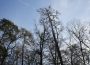 Walldorf: Pionierarbeit für den Wald