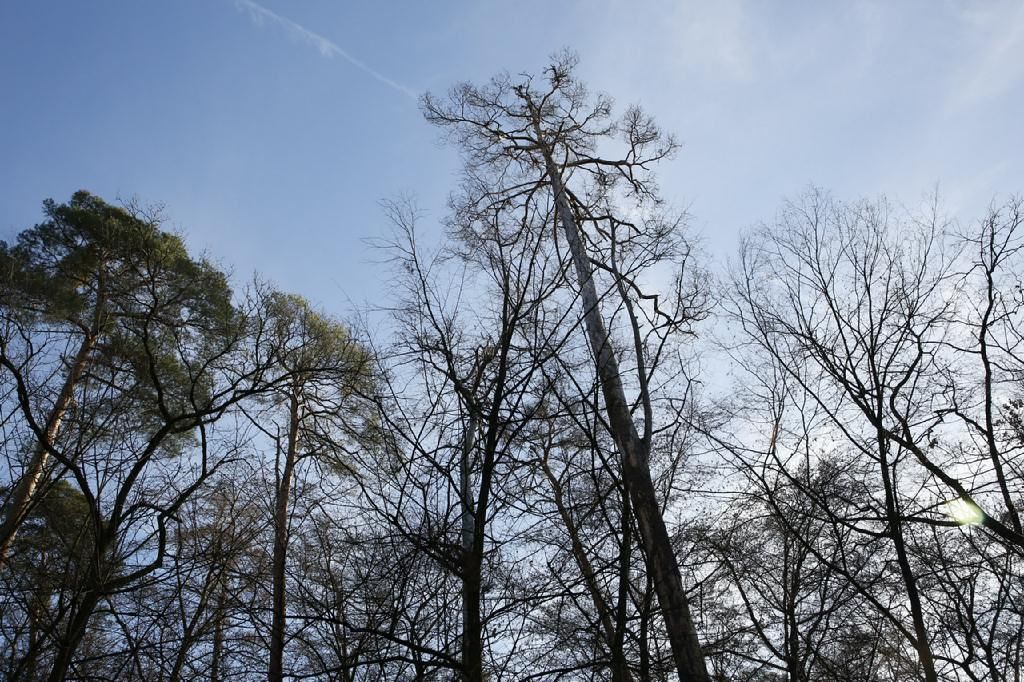 Walldorf: Pionierarbeit für den Wald