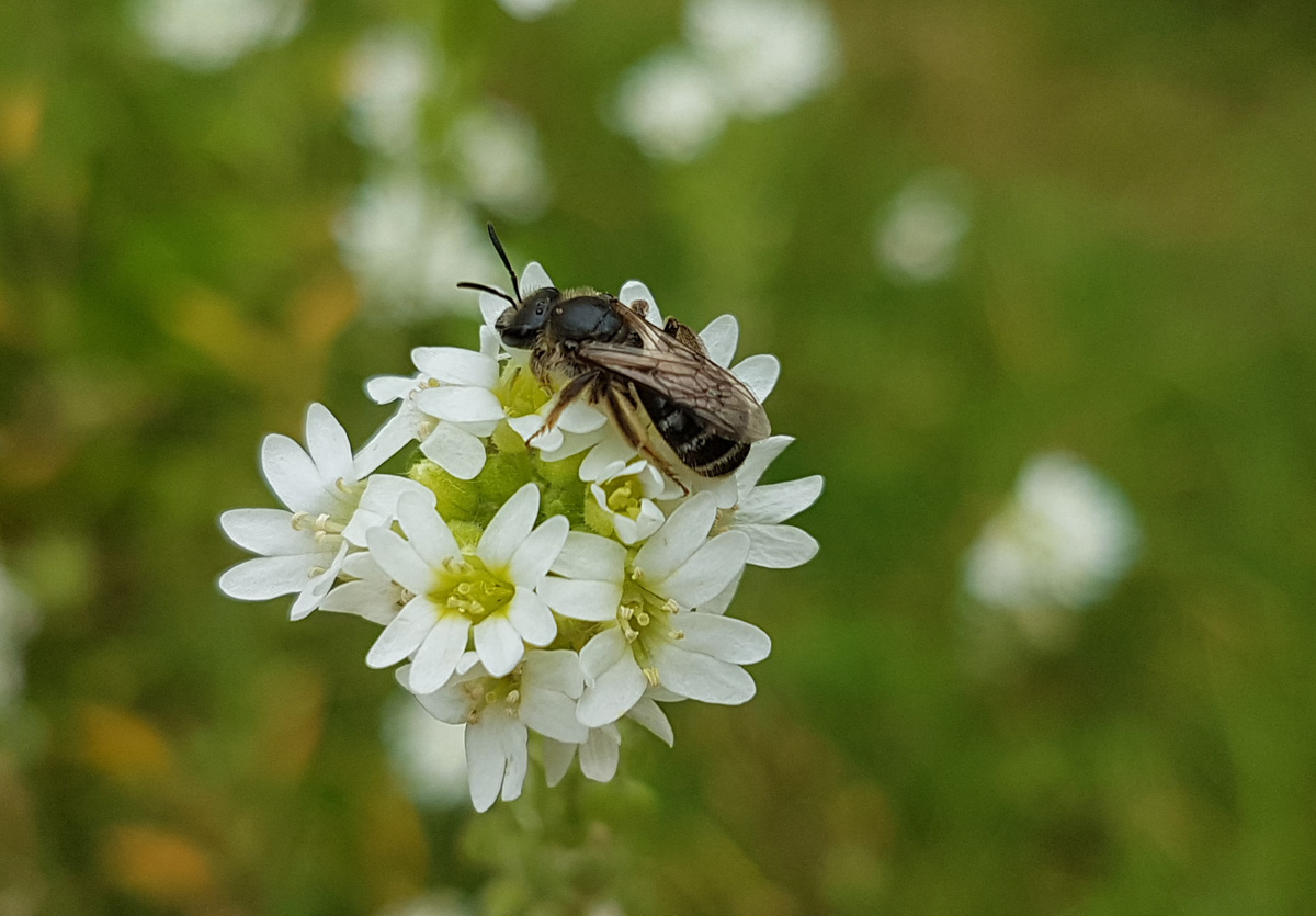 Faszination Biene – Nutzen der Honigbiene für die Umwelt