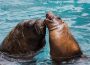 Zoo Heidelberg: Valentinstag im Zoo – Tour d’amour für Erwachsene
